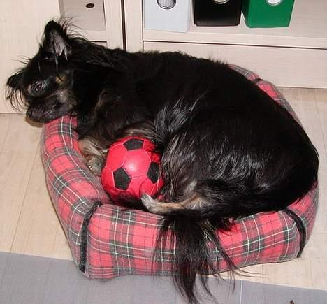 Chihuahua Pjuske   - Pyhhh, Fars Fødselsdag var da godt nok hård...zzzzzzzzzz billede 14