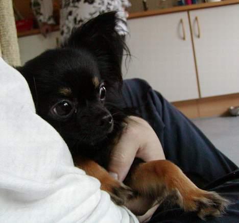 Chihuahua Pjuske   - Putter med Far billede 15