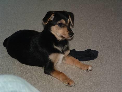 Blanding af racer Molly - Hej hej.. Velkommen til min profil..  c",) billede 1