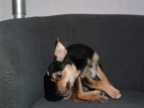 Blanding af racer Molly - Jeg kan godt fange min hale. Jeg vil jeg vil.. billede 2