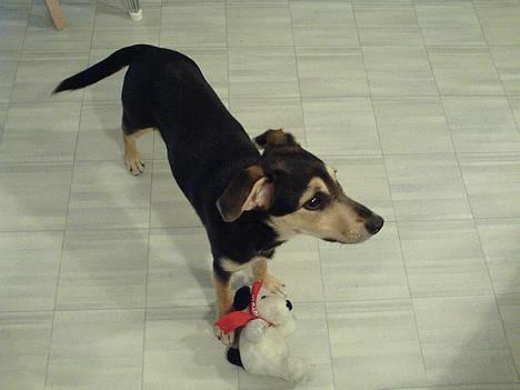 Blanding af racer Molly billede 3