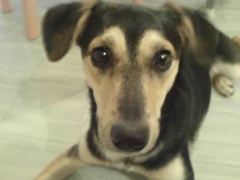 Blanding af racer Molly - er jeg ikke sød?.... billede 4