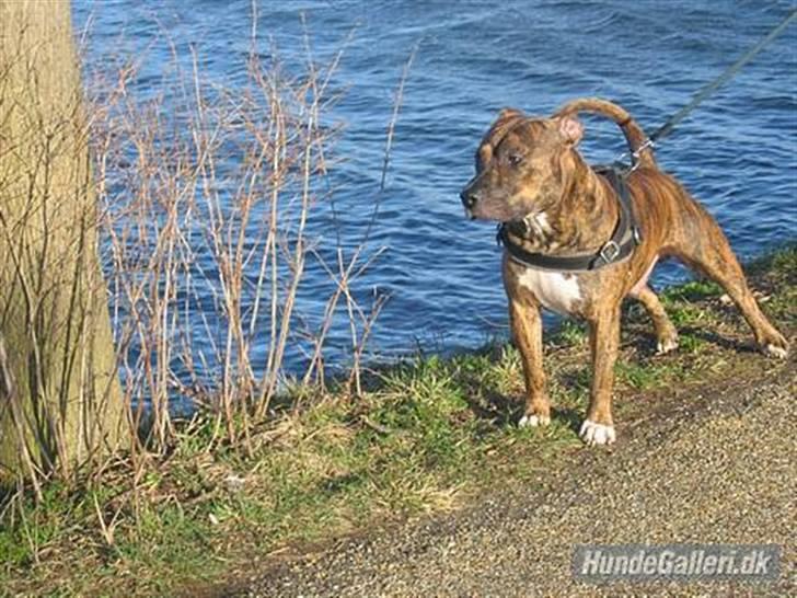 Amerikansk staffordshire terrier Cody HimmelHund billede 1