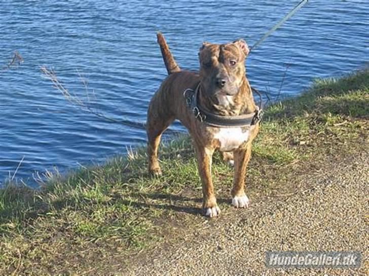 Amerikansk staffordshire terrier Cody HimmelHund billede 2