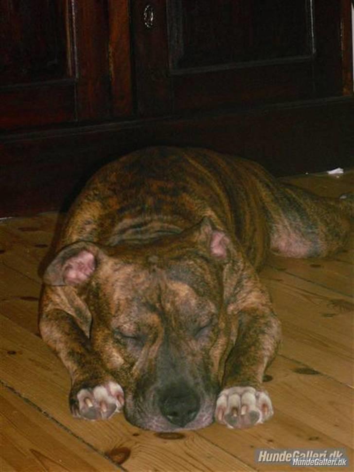 Amerikansk staffordshire terrier Cody HimmelHund billede 3