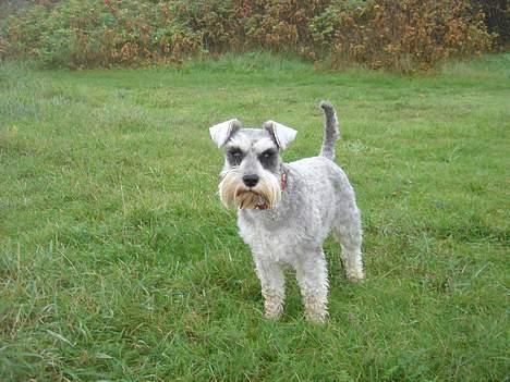 Dvaergschnauzer Andrea - Heej, jeg hedder Andrea! billede 1