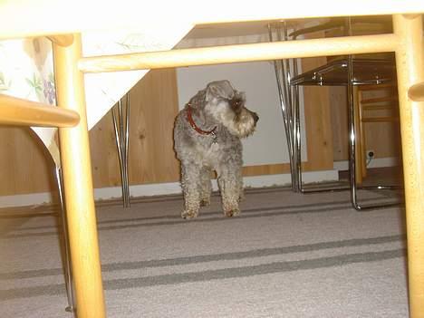 Dvaergschnauzer Andrea - Neej, Stina ikk flere billeder! billede 2