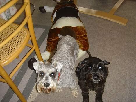 Dvaergschnauzer Andrea - Har du noget til os? billede 3