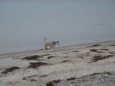 Dvaergschnauzer Andrea - På stranden! Eeelsker virkelig at løbe rundt og lege på stranden!! billede 4