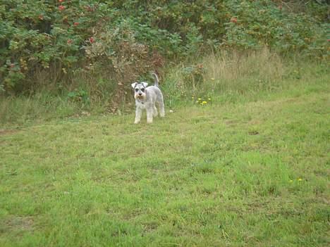 Dvaergschnauzer Andrea - Jeg tror jeg har fundet noget, kommer du lige? billede 5