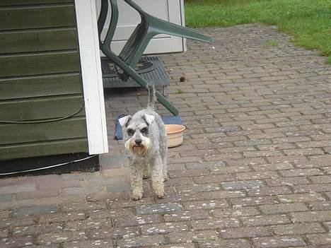 Dvaergschnauzer Andrea - Her kommer jeeeeg!! billede 6