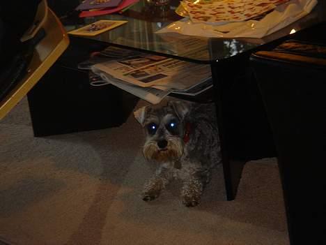 Dvaergschnauzer Andrea - Under bordet.. Hyggested når de små børn løber rundt! <3 billede 7