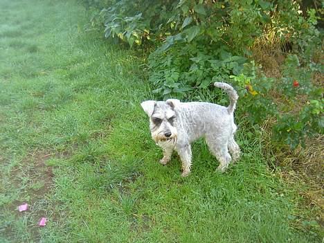 Dvaergschnauzer Andrea - Miin smukke hund!<3 billede 8