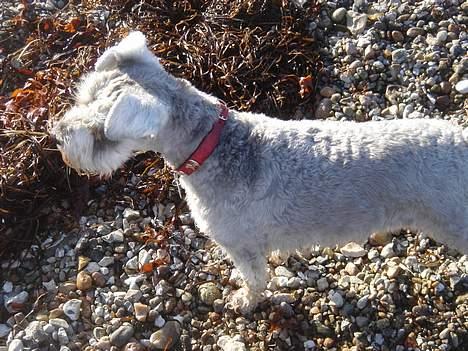 Dvaergschnauzer Andrea - Flotte miig... billede 9