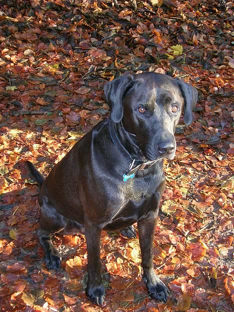 Blanding af racer Santos billede 1