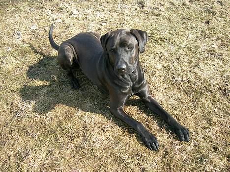 Blanding af racer Santos billede 2