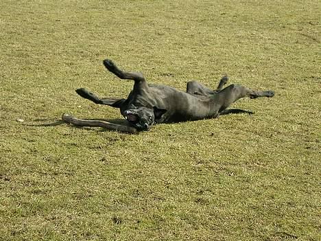 Blanding af racer Santos billede 3