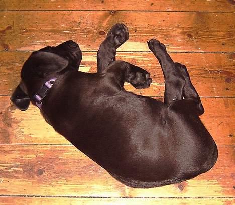 Blanding af racer Santos - Santos da han var 9uger gammel og MEEEGET træt. billede 4