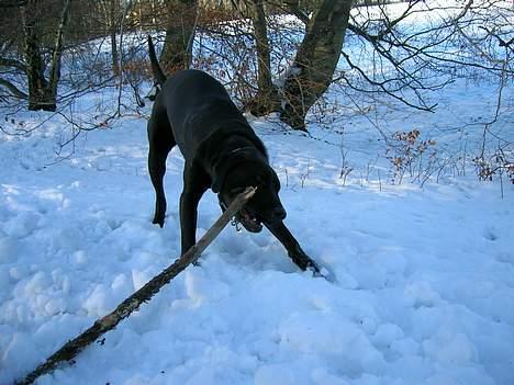 Blanding af racer Santos - I Santosse´s verden er det KUN størrelsen som tæller, når det kommer til pinde - Et mindre træ er helt fint ;o) billede 5
