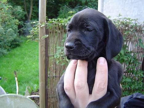 Blanding af racer Liva billede 1