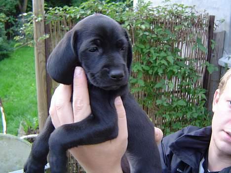 Blanding af racer Liva billede 2