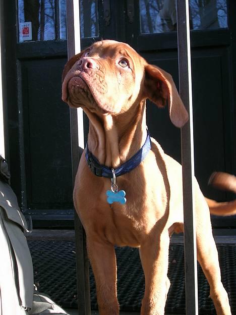 Dogue de bordeaux Balder *DØD* billede 1