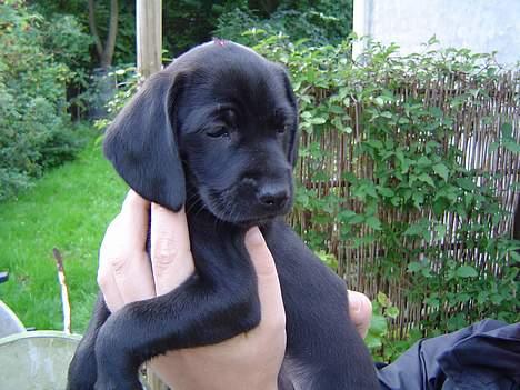 Blanding af racer Liva billede 3