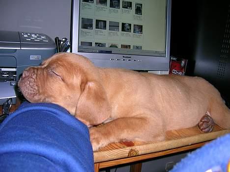 Dogue de bordeaux Balder *DØD* billede 2