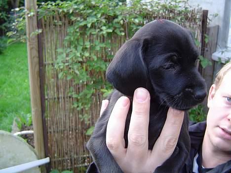 Blanding af racer Liva billede 4