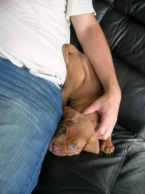 Dogue de bordeaux Balder *DØD* billede 3