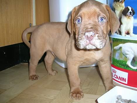 Dogue de bordeaux Balder *DØD* billede 4