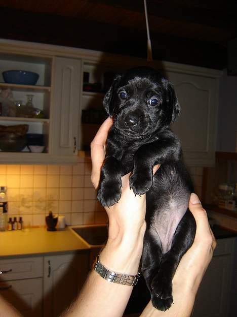 Blanding af racer Liva billede 5