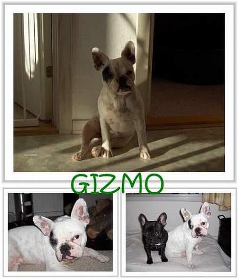 Fransk bulldog Gizmo * i hundehimlen* - fra Skiilotte. billede 16