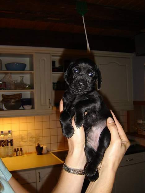 Blanding af racer Liva billede 6