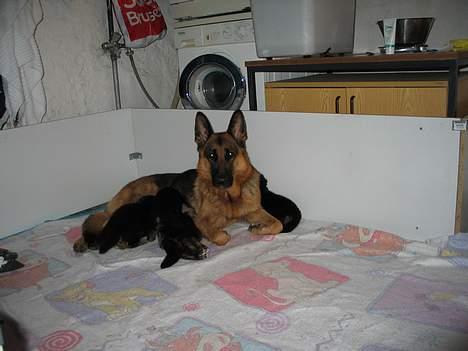 Schæferhund Trillingsgaards Gabi billede 8