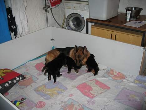 Schæferhund Trillingsgaards Gabi billede 9