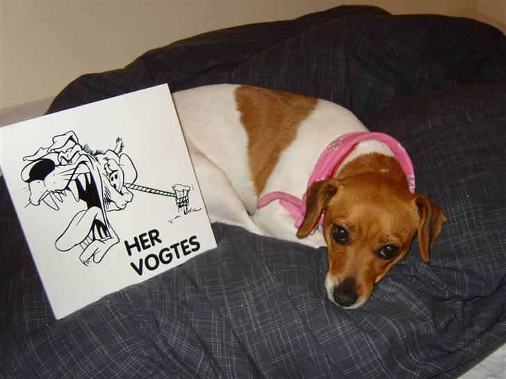 Dansk svensk gaardhund Freja billede 8