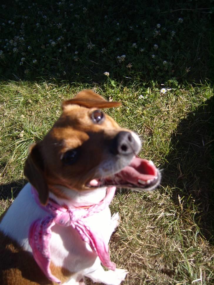 Dansk svensk gaardhund Freja billede 9