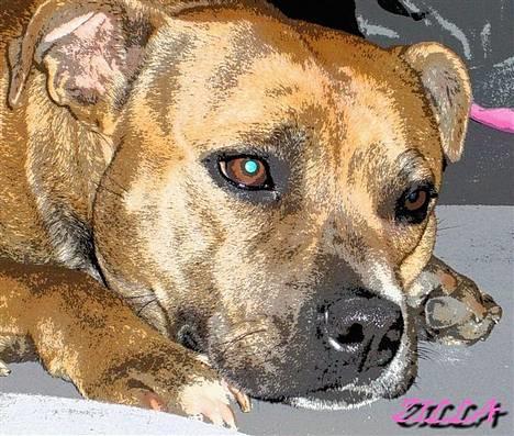 Staffordshire bull terrier Jeanty´s staff Zilla billede 15