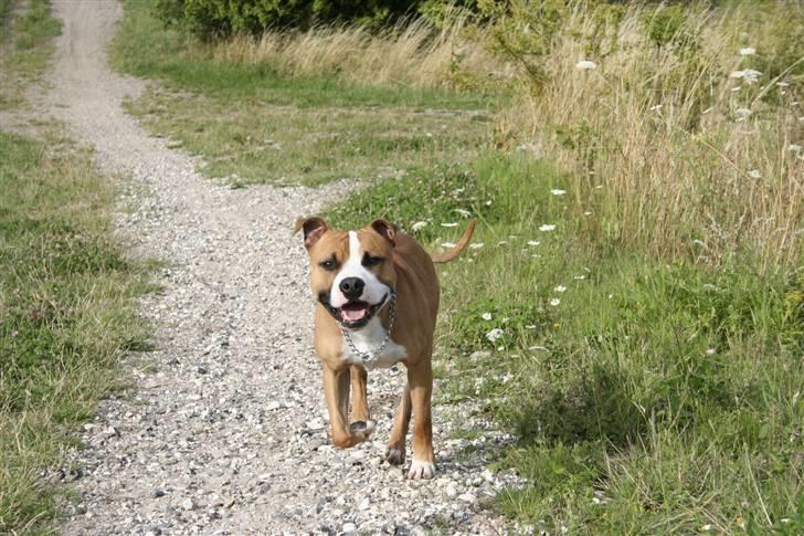 Blanding af racer Macho - Jeeeeeeg kommer nuuuuuu!!! billede 3