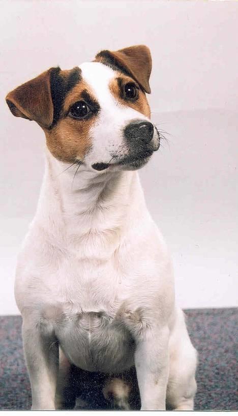 Jack russell terrier Mick R.I.P. 12. juni 2007 - Her er jeg så, er jeg ikke bare sød billede 1