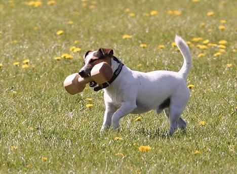 Jack russell terrier Mick R.I.P. 12. juni 2007 - Mick til klasse 3 lydighed. Apporten er næsten større en hunden.Foto Michael Varding Hasse billede 2