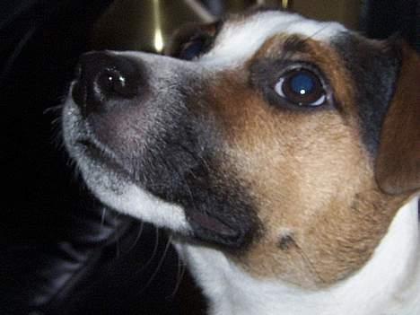 Jack russell terrier Mick R.I.P. 12. juni 2007 - Er jeg ikke dejlig? billede 3