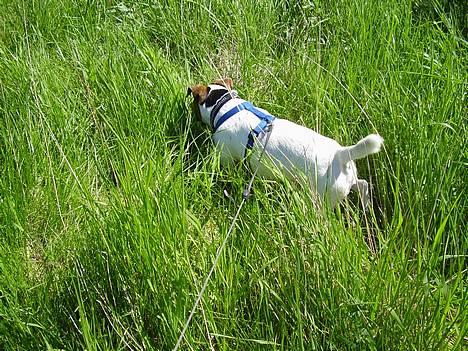 Jack russell terrier Mick R.I.P. 12. juni 2007 - Mick på Amager fælled billede 4