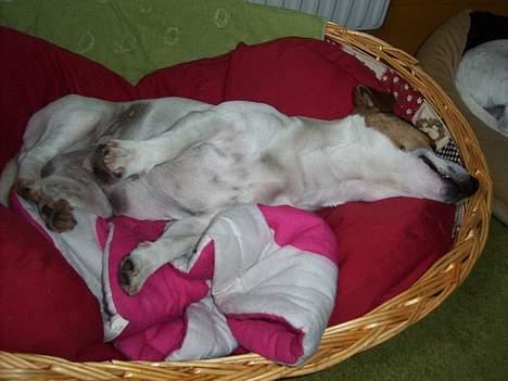 Jack russell terrier Mick R.I.P. 12. juni 2007 - en meget afslappet hund billede 5
