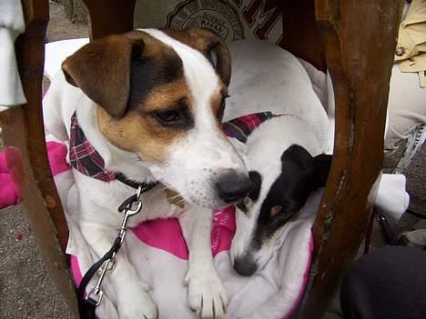 Jack russell terrier Mick R.I.P. 12. juni 2007 - Mick har funder en tønde i Tivoli billede 6