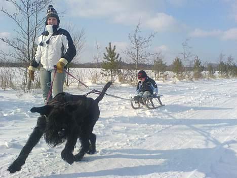 Riesenschnauzer Holli R.I.P <3 - slæderace billede 18