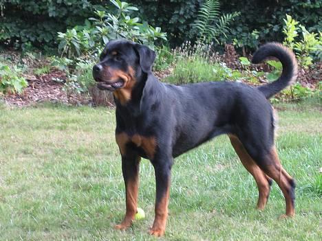 Rottweiler Tulle Larsen - Jeg er for LÆKKER.... LÆKKER LÆKKER LÆKKER..... billede 18