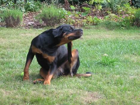 Rottweiler Tulle Larsen - Uh uh uh.... det klør.... bare det ikke er lopper... aaadddrrrr!!!! billede 19