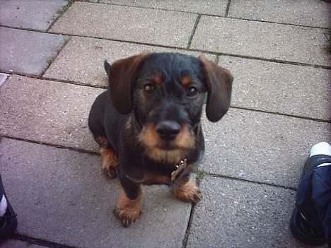 Blanding af racer Zargi - Hej jer er Zargi!!!! billede 1